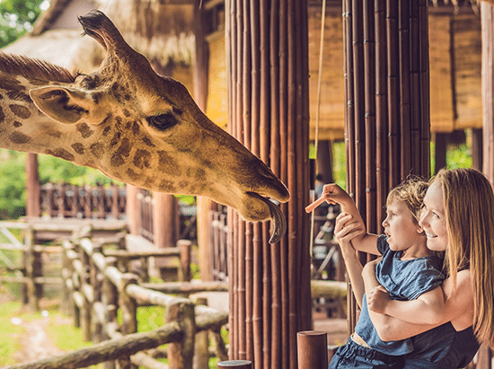 7. Singapore Zoo, Night Safari, River Safari, and Jurong Bird Park 7. Singapore Zoo, Night Safari, River Safari, and Jurong Bird Park